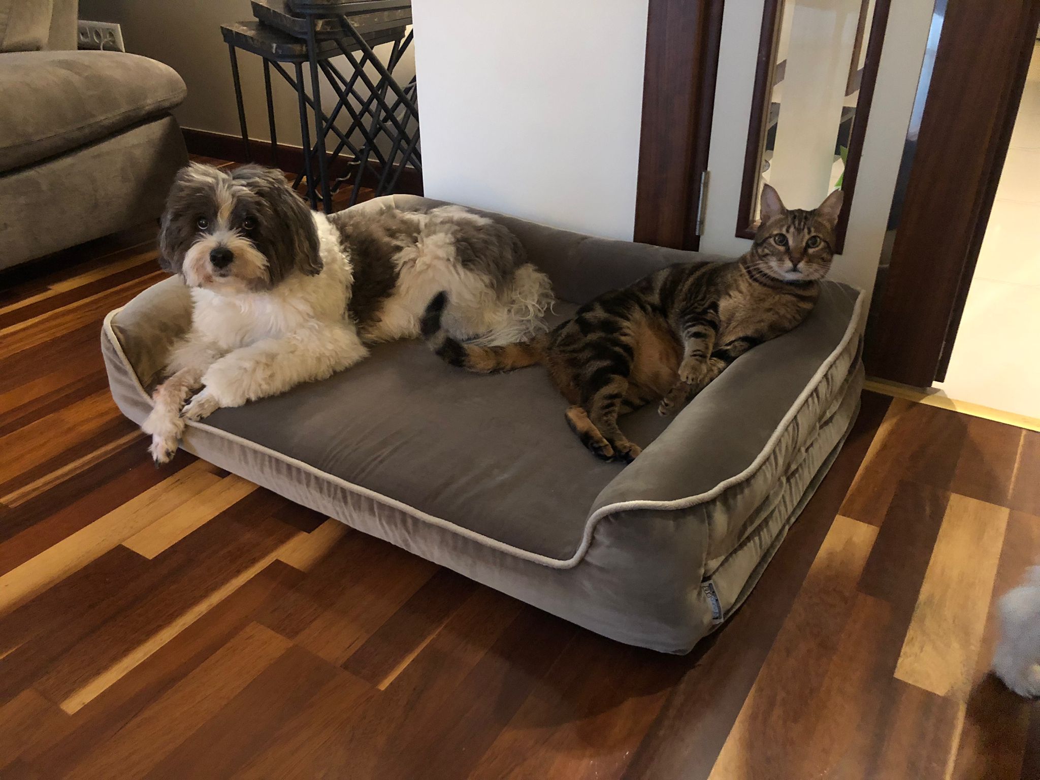 viscopet Premium Sofa Blok Visko Süngerli Alezli Fermuarlı